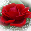 A-Rose-Designs's profile picture