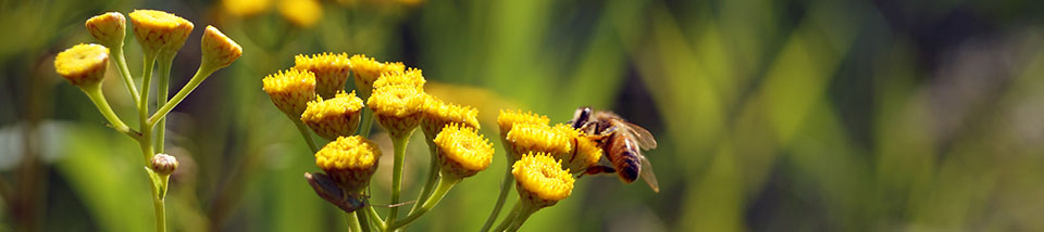 Removing Pesticides from Bonanza