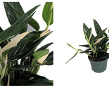Rare Cobra Philodendron - Easy to Grow House Plant -6" Pot - C2 - $420.80