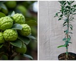Kaffir Lime Tree - 28-36" - 3 Gallon Pot - Live Plant - Citrus Hystrix - H03 - $315.39