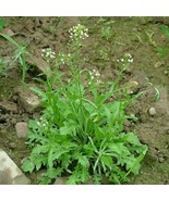 Common Shepherd's Purse - Capsella bursa-pastoris - 1000 seeds (E 009) - $3.99