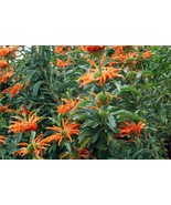 Lion's Tail - Wild dagga - Leonotis leonurus - 10+ seeds - E 291 - $1.99