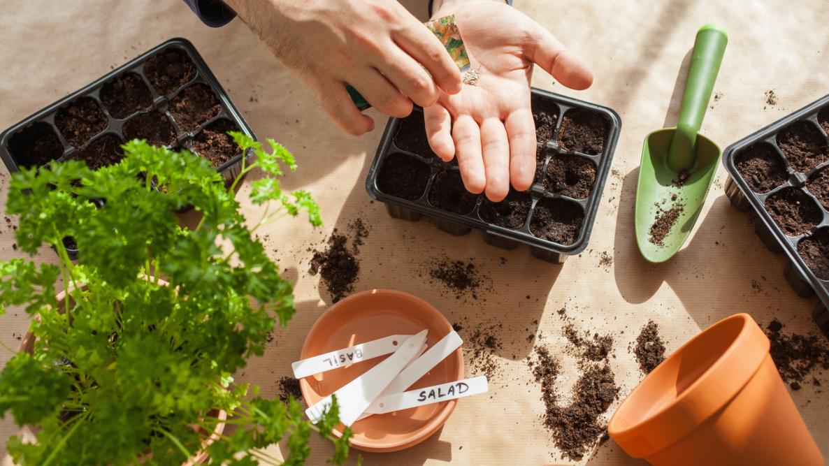 Garden, Seeds and Plants