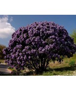 Sophora Secundiflora (Texas Mountain Laurel) 5 seeds - $2.10