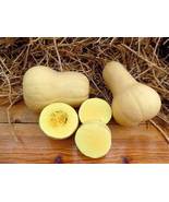 Nutter Butter Squash Vegetable Organic, 10 Seeds - $10.29