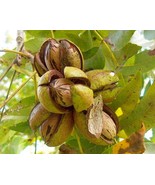 Carya Illinoensis (Papershell Pecan) 6 seeds - $5.25