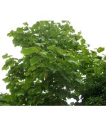 Paulownia Tomentosa (Princess Tree) 100 seeds - $1.69