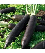 Winter Radish - Noir long poids d'horloge - 100+ seeds - R 154 - $1.29