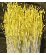 Hotbed Chives Chinese Yellow Chives NON-GMO Great Vegetables, 50g seeds / pack - $28.19