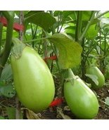 Green Fat Eggplant Vegetable Organic Aubergine, 60 seeds - $10.29