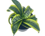 Sansevieria Twist, trifasciata, Twisted Sister, Rare Variegated Snake Pl... - $32.51