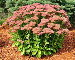 SuGard 50 Of Autumn Joy Sedum Seeds Sedum Spectabile Autumn Joy ( Varieg... - $11.00