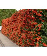 Pyracantha Coccinea (Scarlet Firethorn) 25 seeds - $1.56